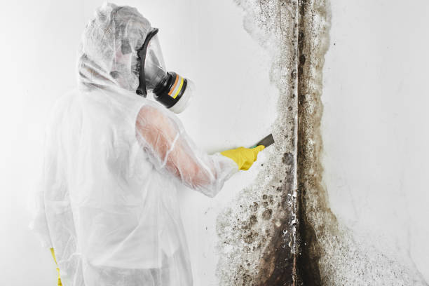 Best Commercial Mold Removal  in Saint John Fisher College, NY