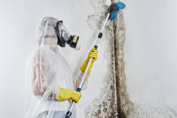 Best Affordable Mold Removal  in Saint John Fisher College, NY