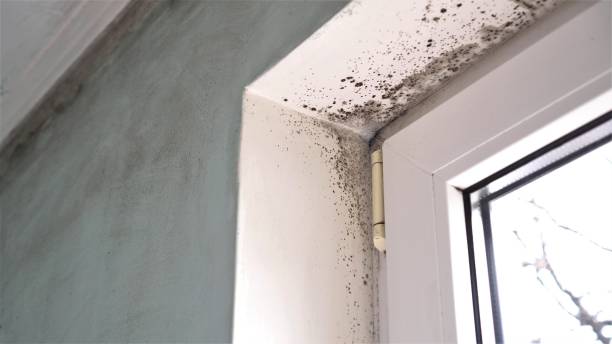 Best Commercial Mold Removal  in Saint John Fisher College, NY