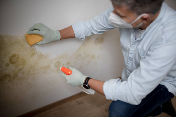 Best Black Mold Removal  in Saint John Fisher College, NY