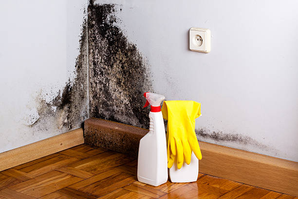 Professional Mold Removal in Saint John Fisher College, NY